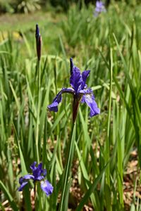 Iris siberica Wild Form